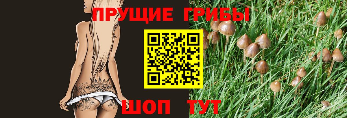 Псилоцибиновые грибы GOLDEN TEACHER Касимов